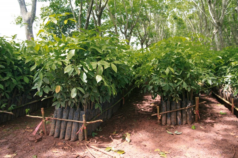 Gummibaum-Plantage in Thailand