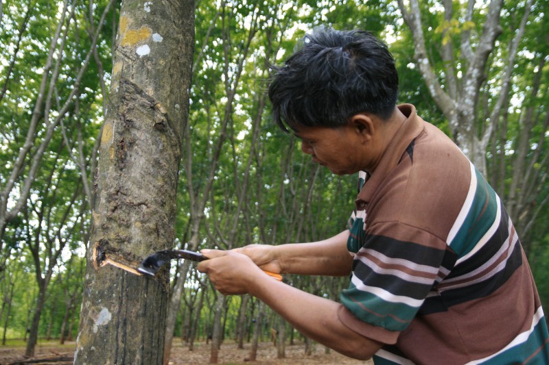 Rubber wood plantation farm in thailand