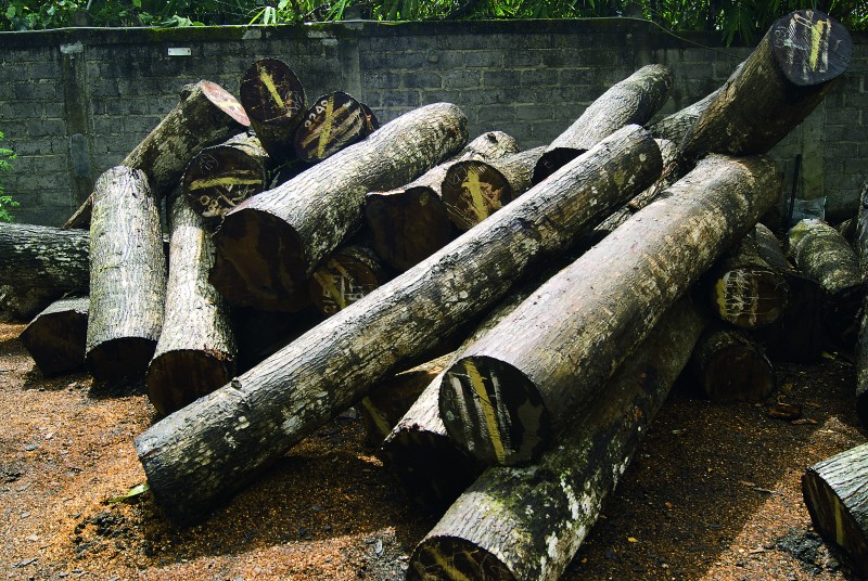 Rubber wood plantation farm in thailand