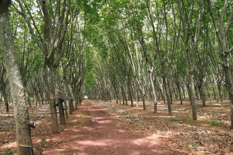 Gummibaum-Plantage in Thailand